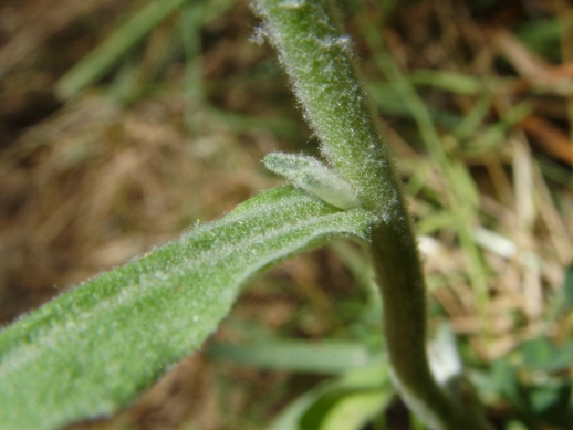 Pianta vellutata - Andryala integrifolia